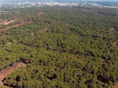 Gia Lai “ra tối hậu thư” cho FLC: Bảo vệ rừng thông Đak Đoa ngay lập tức!