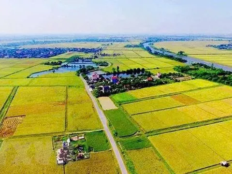 Tự ý chuyển đất lúa sang trồng cây, nuôi cá: Khi Nhà nước thu hồi đất có được bồi thường?