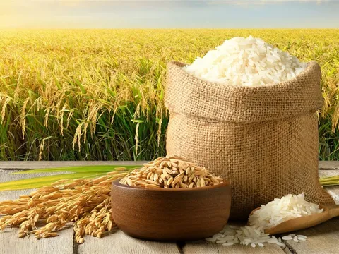 Thị trường gạo Việt chững lại: Giá xuất khẩu và nội địa cùng đi xuống sau “cú bẻ lái” từ thị trường Philippines
