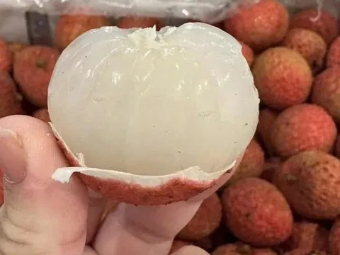 Vải thiều Australia giá 800.000 đồng/kg đổ bộ thị trường Việt Nam: Vẫn cháy hàng dù đắt gấp 7 lần hàng Việt
