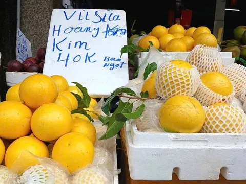 Từ trái cây cao cấp xuống “hàng đại trà”, vú sữa hoàng kim rớt giá kỷ lục, có nơi chỉ 16.000 đồng/kg
