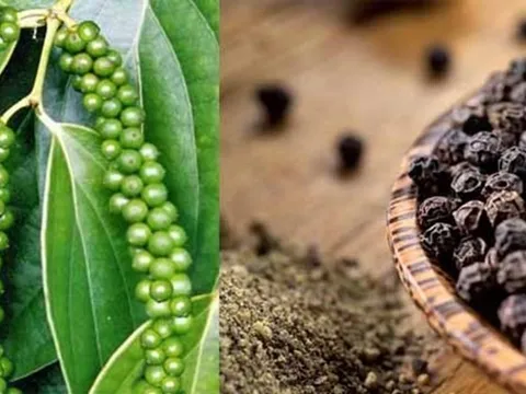 Hạt tiêu Việt “đắt hàng” tại Mỹ: 4 tháng thu hơn 614 triệu USD, khách Mỹ mạnh tay trả giá cao hơn mặt bằng chung