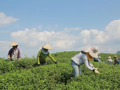 Matcha gây sốt toàn cầu, Nhật Bản xuất khẩu kỷ lục nhưng Trung Quốc lại chiếm ưu thế nguồn cung
