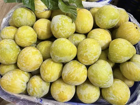 Mận cau Trung Quốc "gây sốt" chợ Việt: Giá 450k/kg mà vẫn cháy hàng!