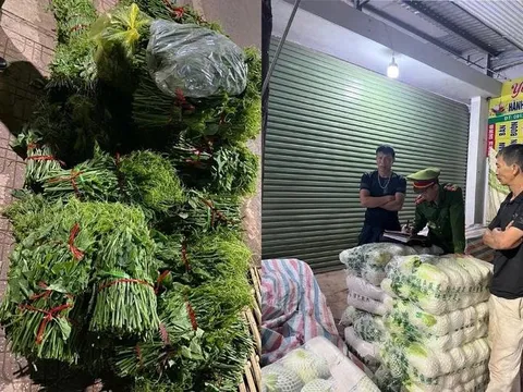 Giật mình: Gần một nửa rau quả ở chợ TP.HCM có dư lượng thuốc bảo vệ thực vật
