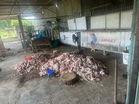 Phát hiện thịt lợn bốc mùi hôi thối suýt được “tuồn” ra thị trường