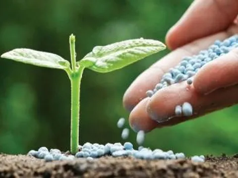 Phân bón – hóa chất: Ăn theo dầu xưa rồi, giờ sống nhờ VAT 5%!