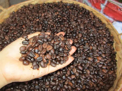 Tin vui cho cà phê Việt: Giá cà phê Robusta Việt Nam đạt đỉnh cao kỷ lục, vượt 5.000 USD/tấn ngay giữa mùa thu hoạch