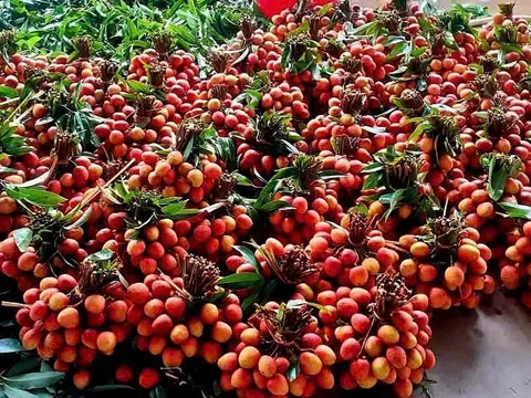 Vải u hồng đầu mùa chạm mốc 200.000 đồng/kg, vẫn cháy hàng