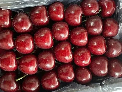 Cherry nhà kính Trung Quốc "soán ngôi" Mỹ – Úc: Giá chỉ nửa triệu/kg