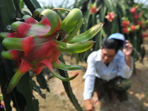 Thanh long rớt giá thảm: 50.000 đồng mua được... 10 ký