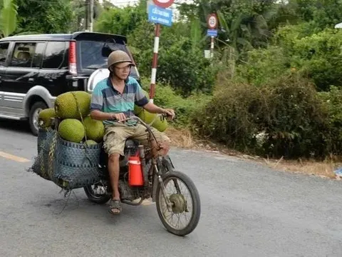 Mít Thái rớt giá thảm chưa từng thấy: chỉ 1.000 đồng/kg: Nông dân khóc ròng, thương lái bỏ cuộc