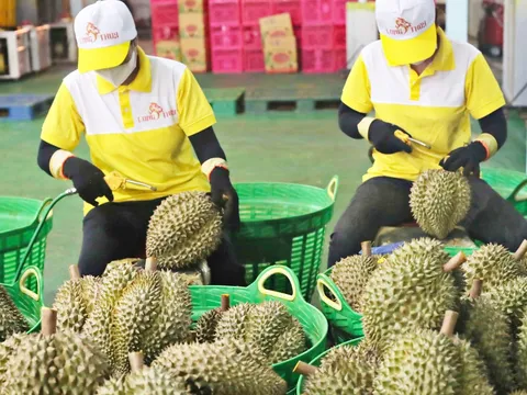 Sầu riêng Việt xuất khẩu lao dốc, hàng ngoại giá nửa triệu/kg lại nhập ồ ạt