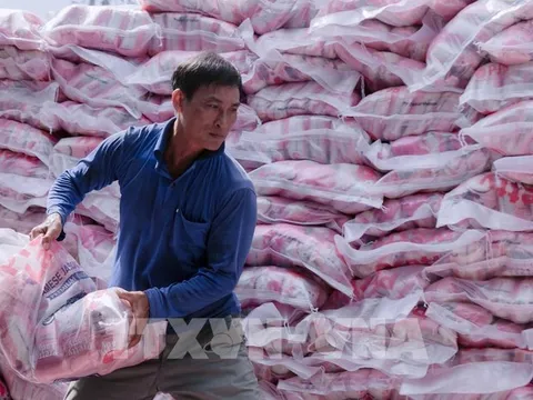 Giá gạo xuất khẩu Việt Nam tiếp tục tăng