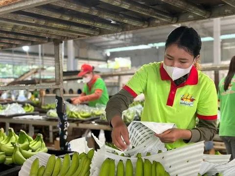 Nghịch lý nông sản Việt: Xuất khẩu chuẩn quốc tế dễ, bán cho người Việt lại khó