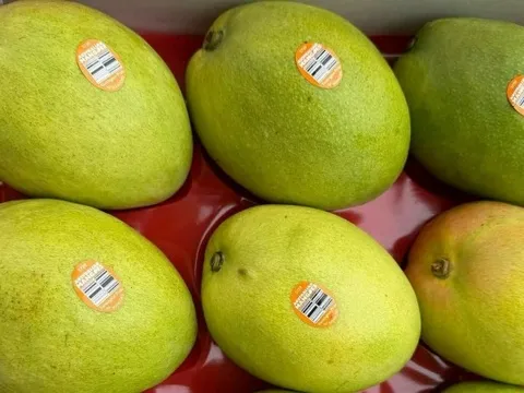 Xoài Australia “cập bến” Việt Nam giá 600.000 đồng/kg: đắt gấp 7 lần hàng nội