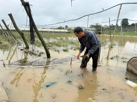 Lũ “xóa sổ” hàng nghìn ha rau ở Lâm Đồng liệu nguồn cung Tết vẫn đảm bảo?
