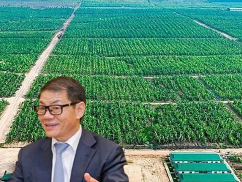 Lỗ kéo dài, nợ hơn 18.000 tỷ, HAGL Agrico bị kiểm toán nghi ngờ khả năng hoạt động