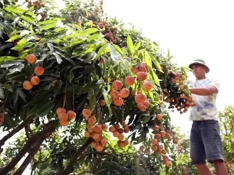 Vải đầu mùa lên tới 70.000 đồng/kg, nông dân vừa mừng vừa lo vì sản lượng giảm mạnh