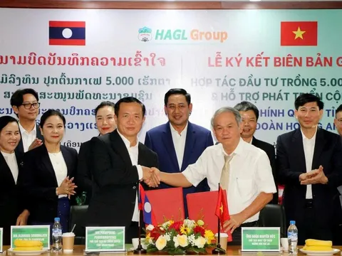 Sau chuối và heo, bầu Đức tiếp tục cược lớn vào nông nghiệp: Hoàng Anh Gia Lai trồng 5.000ha cà phê tại Lào