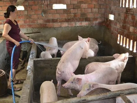 “Thiên nga đen” từ Trung Đông: Giá heo Việt Nam vì sao chưa tăng nhưng doanh nghiệp vẫn đứng ngồi không yên?