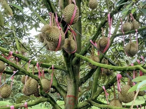 Heo, chuối, sầu riêng giúp nhiều “đại gia” nông nghiệp lãi kỷ lục năm 2025