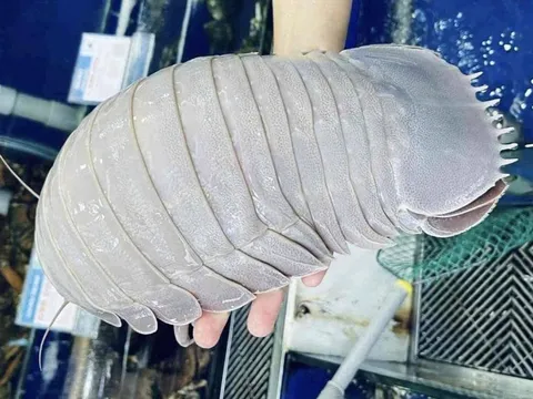 2,3 triệu/kg: Bọ biển vượt giá tôm hùm thành hải sản xa xỉ