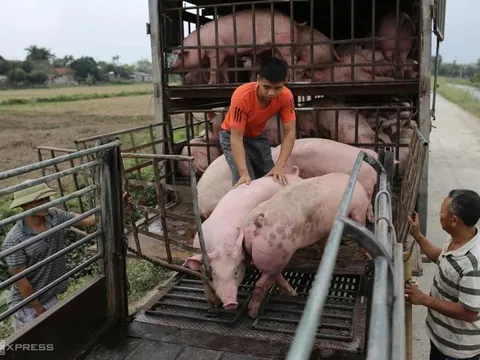 Giá heo hơi rơi xuống đáy 5 năm – người nuôi “ôm lỗ”, lo vỡ chuỗi cung ứng