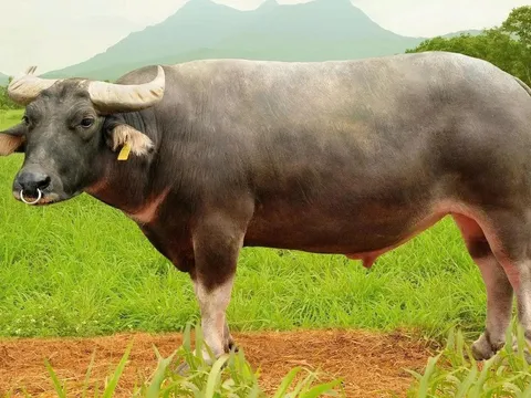 Bí ẩn hàng trăm nghìn tấn thịt trâu “biến mất” sau khi nhập vào Việt Nam: Đi đâu hết?