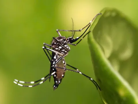 Chikungunya là gì? Triệu chứng, nguyên nhân và phòng tránh
