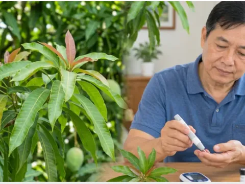 Trà lá xoài có thực sự tốt cho người tiểu đường như lời đồn?