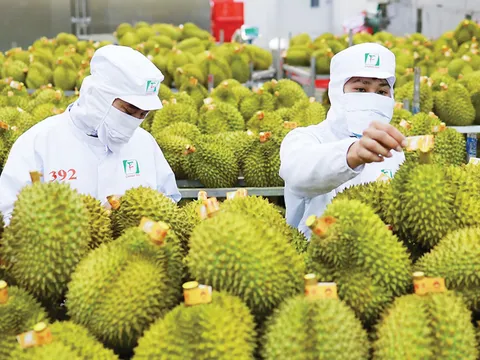 Sầu riêng "hồi sinh", xuất khẩu rau quả Việt tăng tốc trở lại!