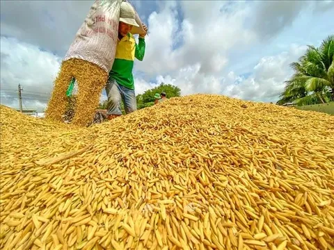 Việt Nam vừa có pha “lật kèo” ngoạn mục trên bản đồ gạo thế giới
