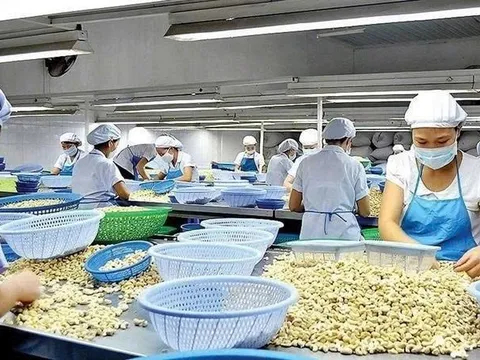 Trung Quốc gom mạnh, vượt Mỹ thành khách hàng số 1 của hạt điều Việt Nam