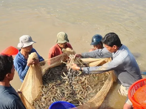 Xuất khẩu tôm sang EU tắc nghẽn: DN Cà Mau mất đơn, ôm hàng vì thiếu… giám sát