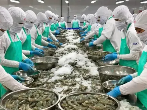 Từ doanh thu nghìn tỷ đến chỉ còn... 176 triệu đồng/quý: Cú trượt dài của Minh Hải Jostoco