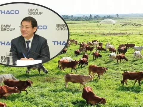 Doanh nghiệp chăn nuôi bò nghìn tỷ trong hệ sinh thái của ông Trần Bá Dương bị đưa vào diện theo dõi thuế