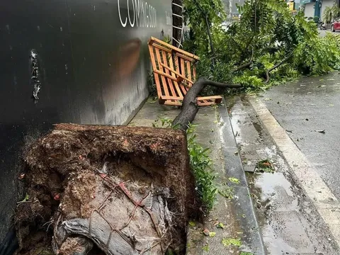 Tại sao cây xanh trên phố rất dễ bật gốc còn cây trong rừng không thể bật gốc ?