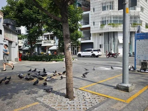 Thất thủ: Trạm xe đạp công cộng “đầu hàng” vì… bồ câu chiếm đóng!