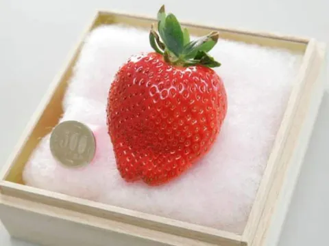 Một quả dâu gần 9 triệu đồng: “Công chúa” trái cây Nhật Bản có gì đặc biệt?